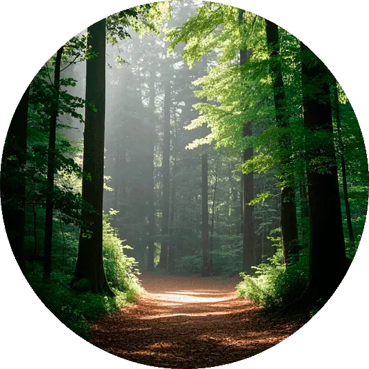 Sustainability of Organic Food Ingredients